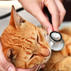 Are You Aware Of Common Cat Diseases